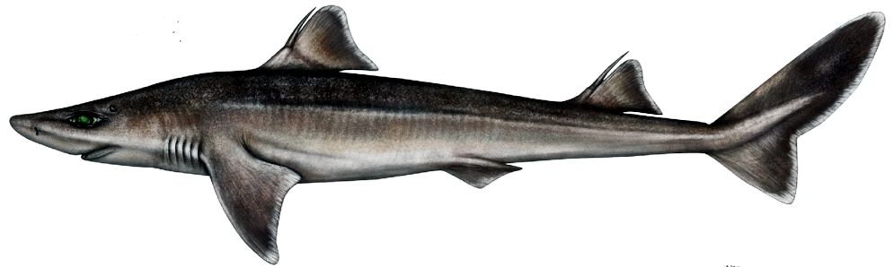 Squalus blainvillei_08.jpg